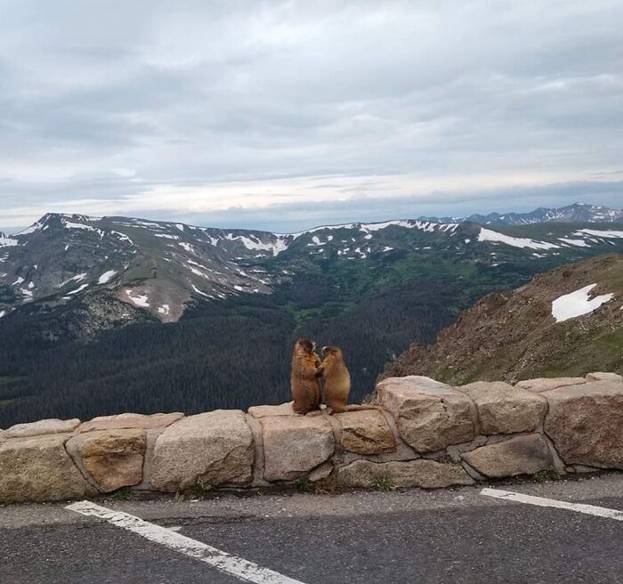 Dos marmotas sentadas en un muro con un impresionante paisaje montañoso al fondo.