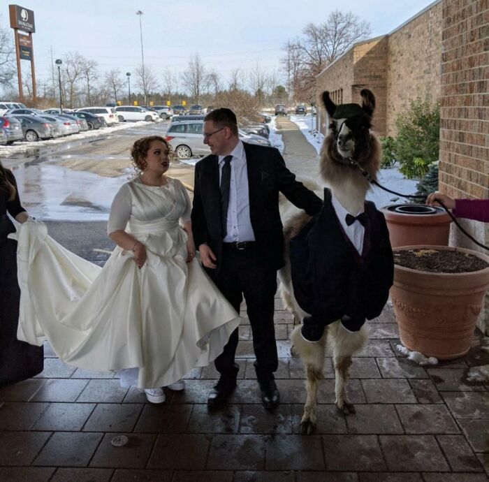 Pareja de novios con llama vestida de traje, capturando un momento increíblemente inusual.