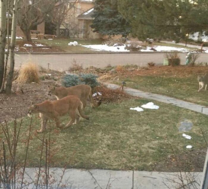 Pumas caminando por un jardín cubierto de nieve, sorprendentes presencias captadas por una foto o nadie lo creería.