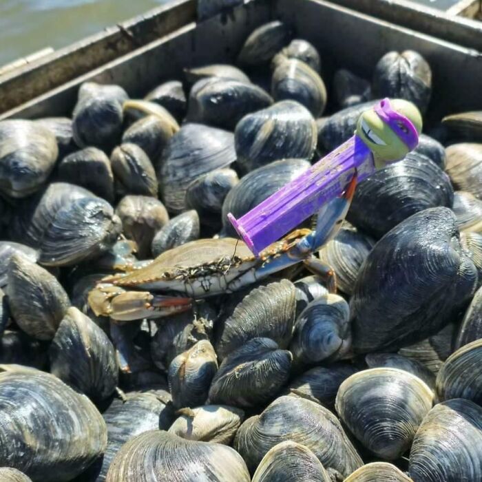 Cangrejo sosteniendo un dispensador de caramelos mientras se encuentra rodeado de almejas.