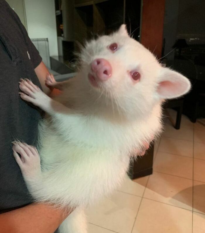 Un animal albino siendo sostenido por una persona en interior, algo asombroso que necesitas ver para creer.