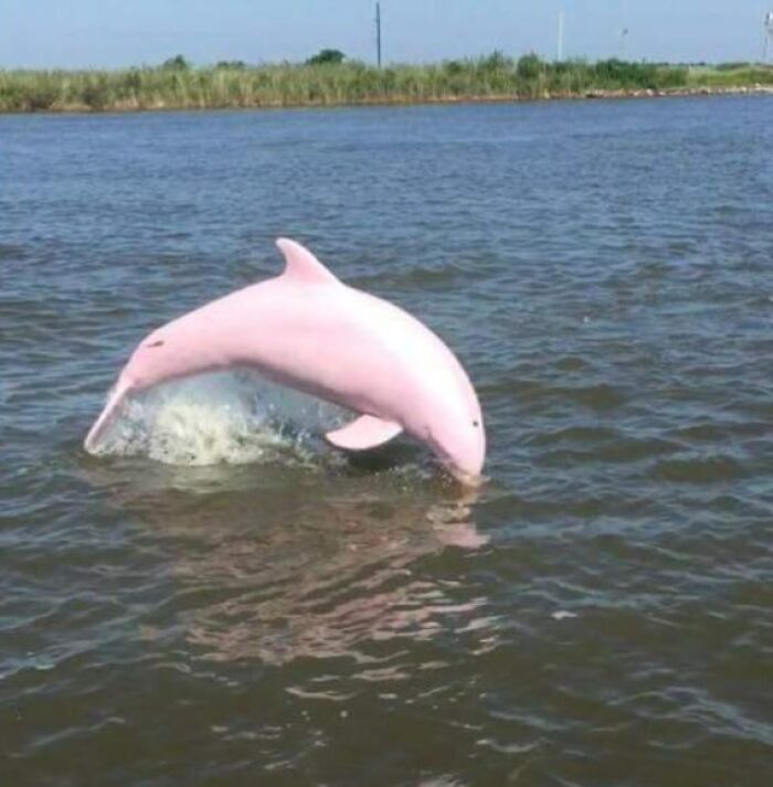 Delfín rosa saltando en el agua, algo increíble que necesitaba ser fotografiado.