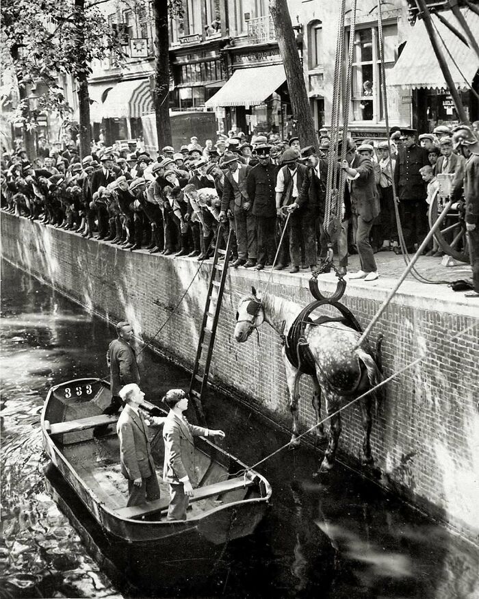 Un caballo rescatado con una grúa de un canal, observado por una multitud en la orilla en una foto histórica.