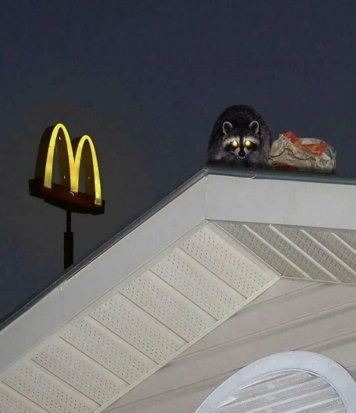 Mapache y bolsa de comida en un techo cerca de un letrero de McDonald's, escena nocturna caótica.