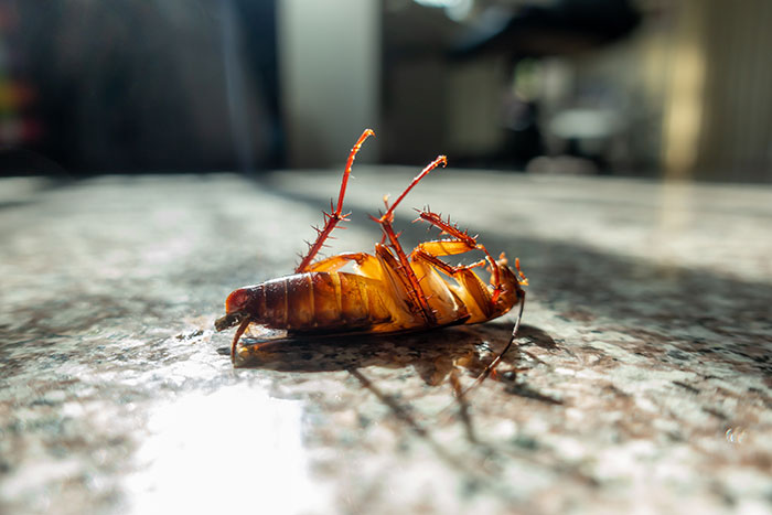 Cucaracha en una encimera soleada representando un choque cultural inesperado.