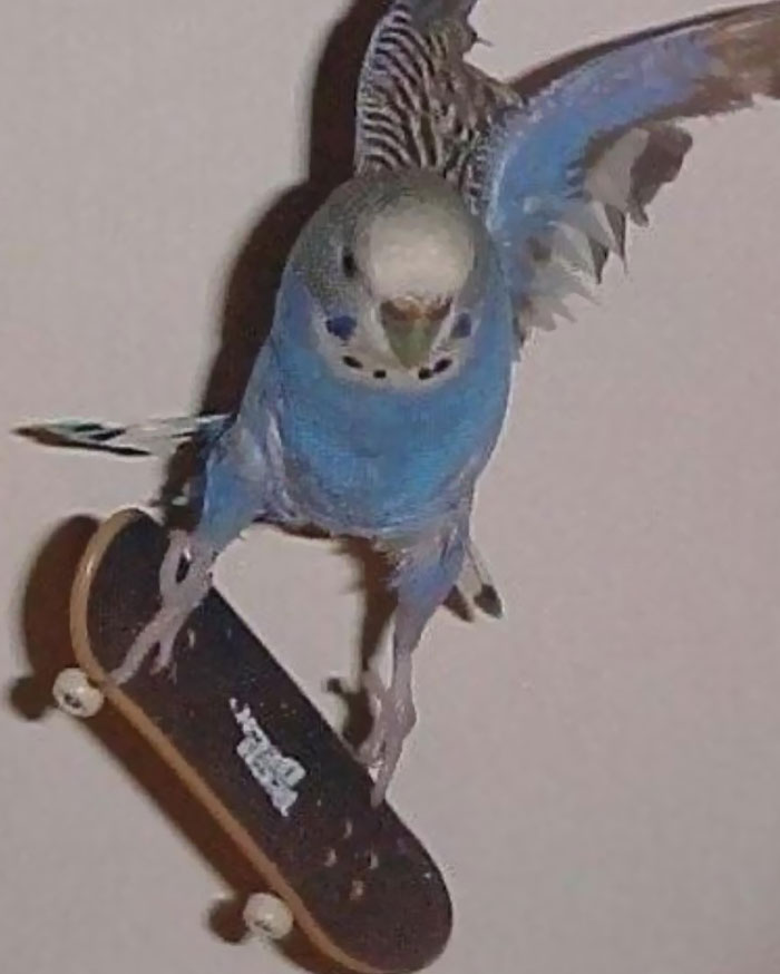 Periquito azul realizando un truco en un monopatín, imagen absurda y rara.