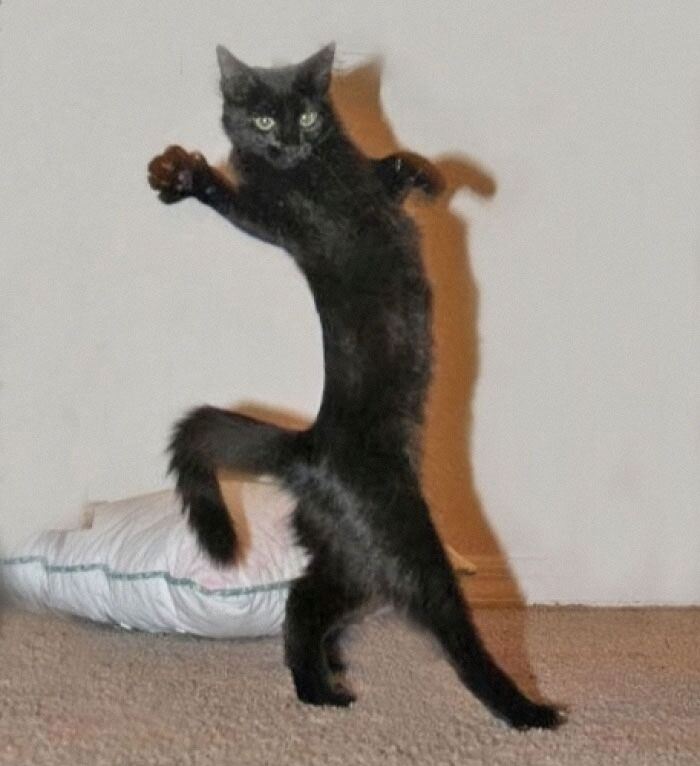Gato negro en pose inusual sobre alfombra, ejemplo de imagen rara y absurda.