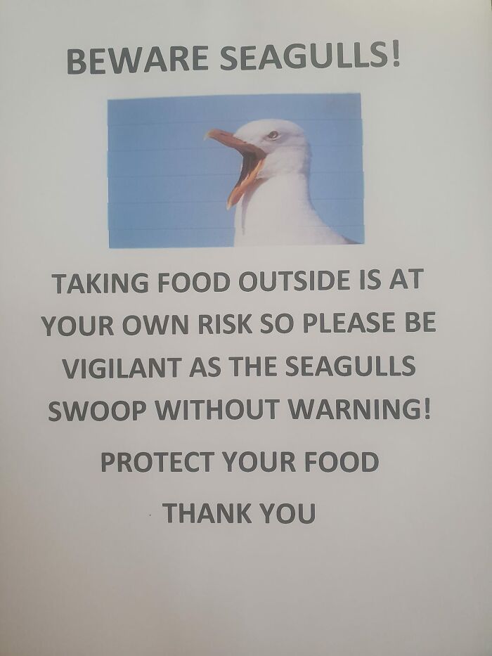 Aviso legal divertido sobre riesgo al llevar comida afuera por ataques repentinos de gaviotas, con imagen de gaviota.