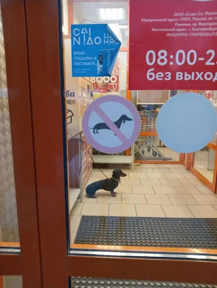 Perro pequeño atado dentro de tienda junto a aviso legal de prohibido perros, imagen divertida de avisos legales por demanda.