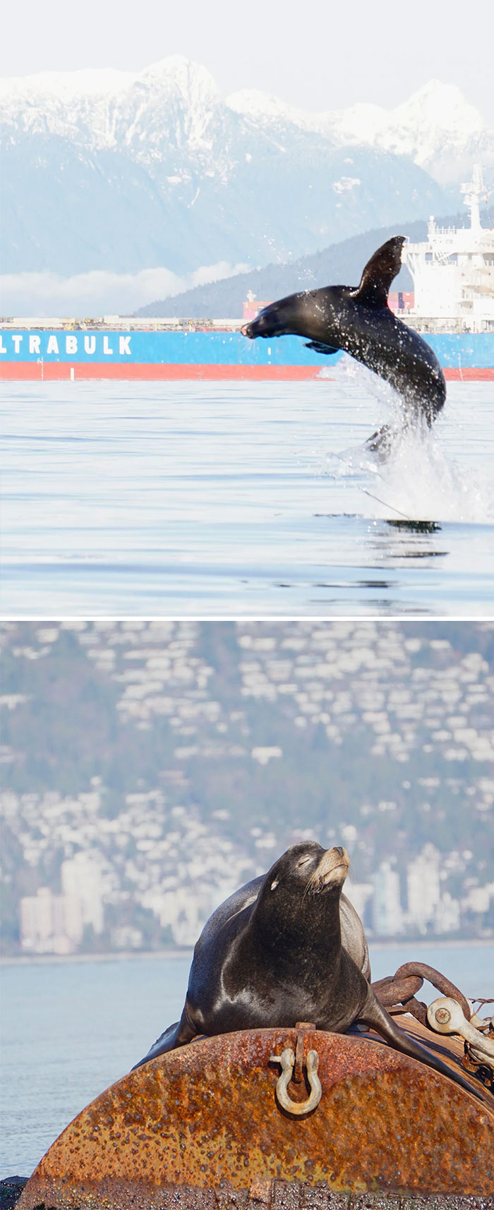 Un león marino saltando en aguas canadienses, con montañas nevadas de fondo.
