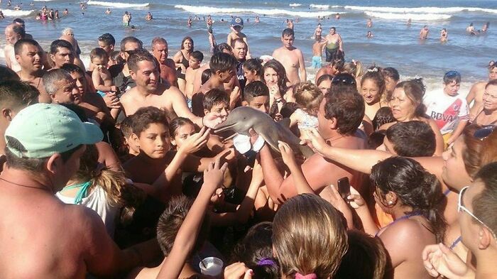 Personas rodeando a un delfín bebé en la playa, creando una escena inquietante al conocer la historia detrás.