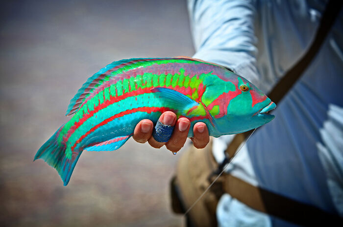 Persona sosteniendo un pez de colores brillantes y surrealistas.