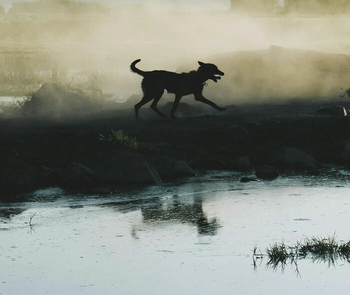 Perro corriendo en un paisaje brumoso, refleja una sensación de terror real en medio de la naturaleza.