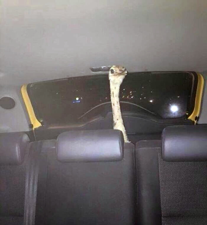 Avestruz mirando por la ventana trasera de un coche estacionado de noche.