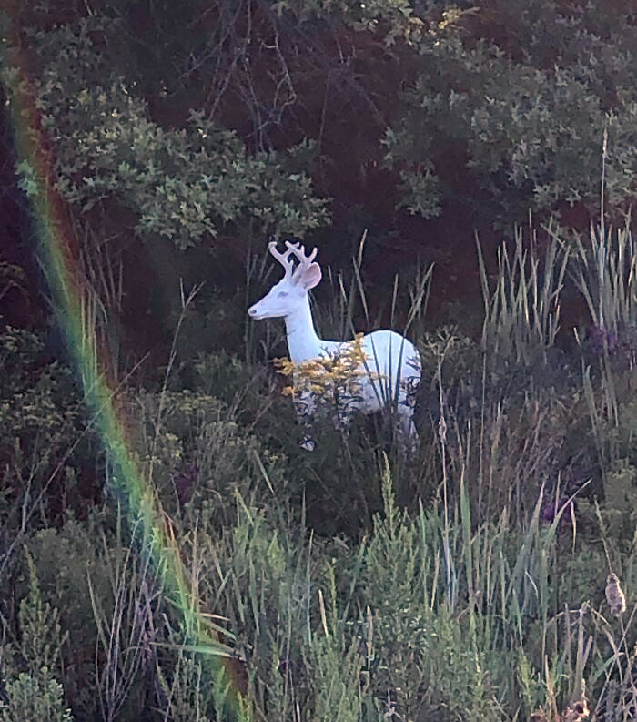 Ciervo blanco en el bosque con un arco iris, capturado en una foto que parece increíble.