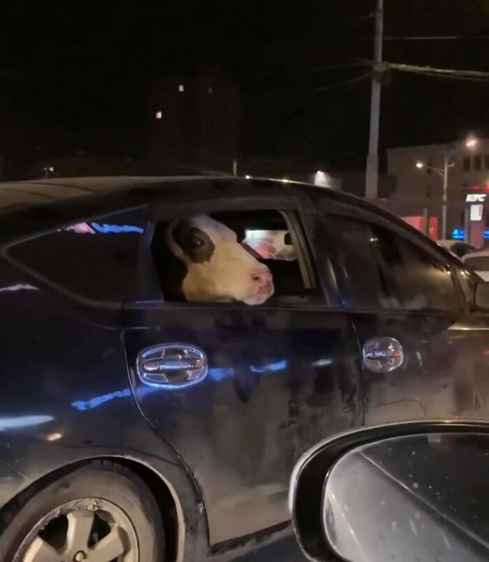 Una vaca asomada por la ventana de un coche durante la noche.