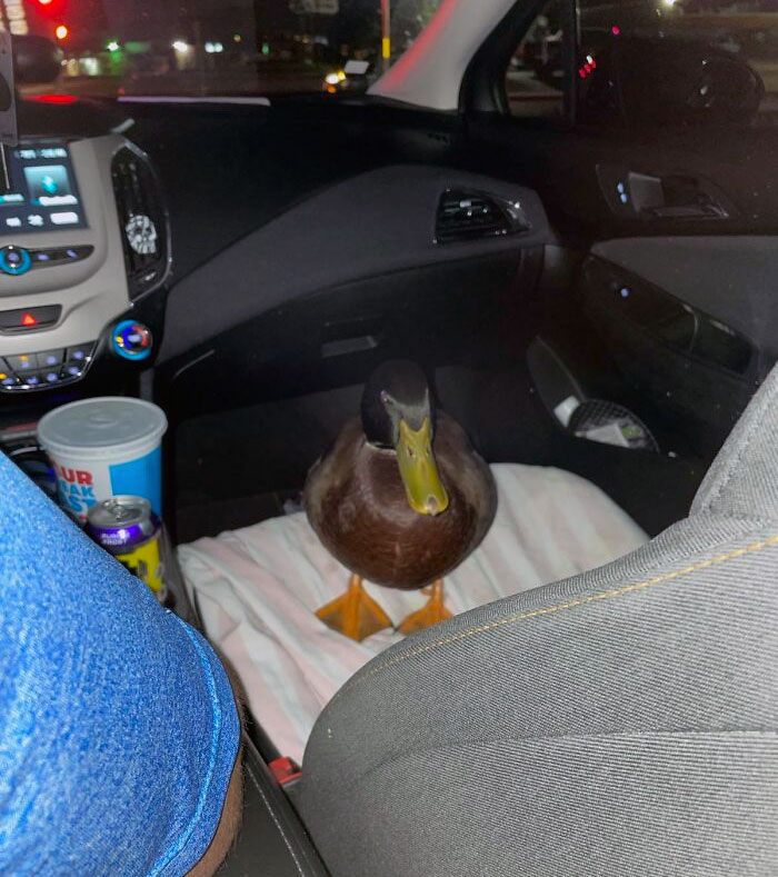 Un pato en el asiento trasero de un coche durante la noche.
