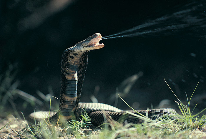 Serpiente en posición defensiva mostrando vigor, símbolo de personas que aún siguen vivas por decisiones espontáneas.