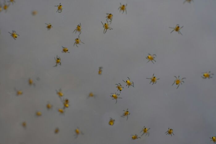 Numerosos insectos amarillos sobre fondo gris, evocando terror real.
