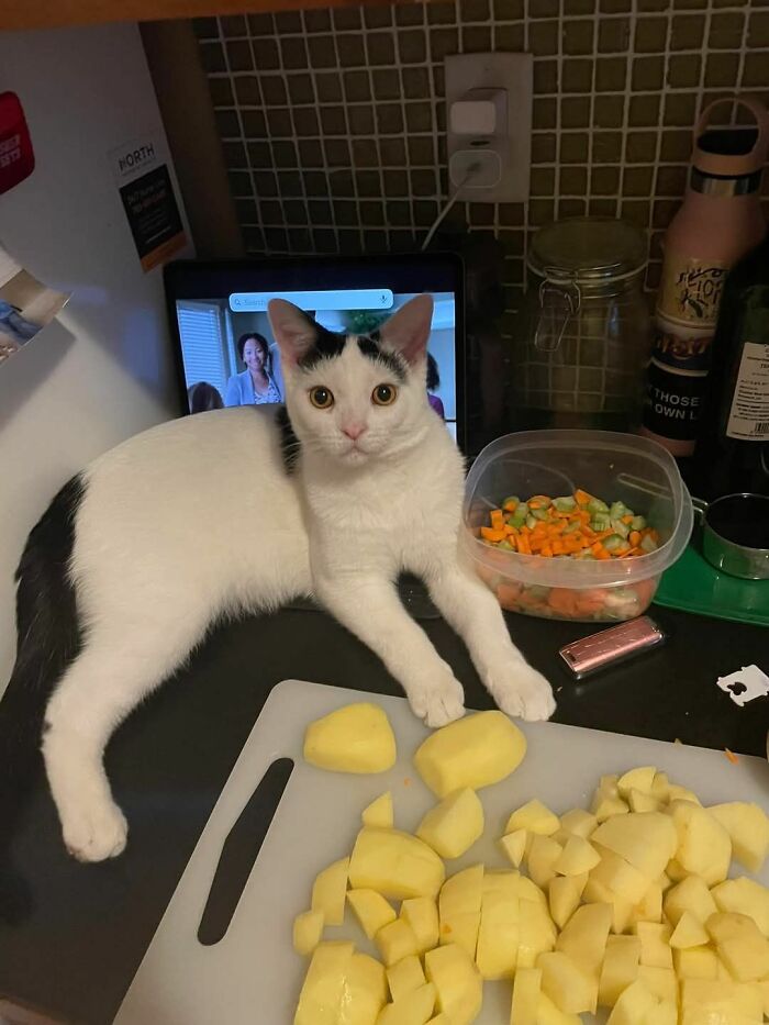 Gato blanco y negro sobre encimera junto a verduras picadas, mostrando rechazo a las comidas en la cocina.
