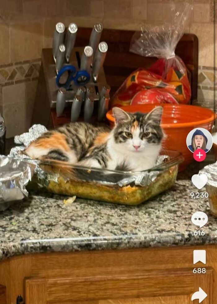 Gato acostado en comida en un recipiente de vidrio en la cocina, causando asco por estas comidas compartidas.