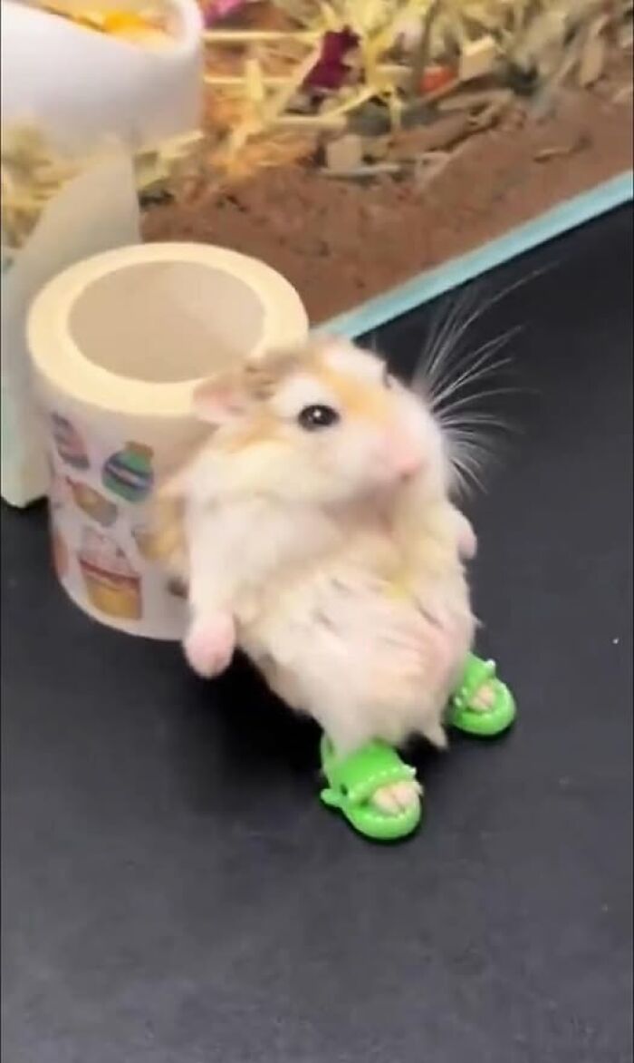 Hamster con zapatos verdes pequeños posando en fondo oscuro, imagen importante de animales adorable y divertida.