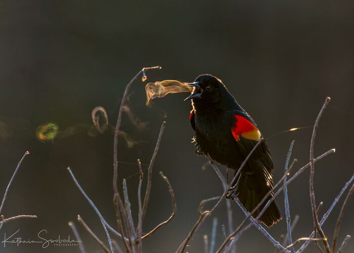Pájaro cantando con vapor visible en el pico, capturando una de las coincidencias increíbles de la naturaleza.