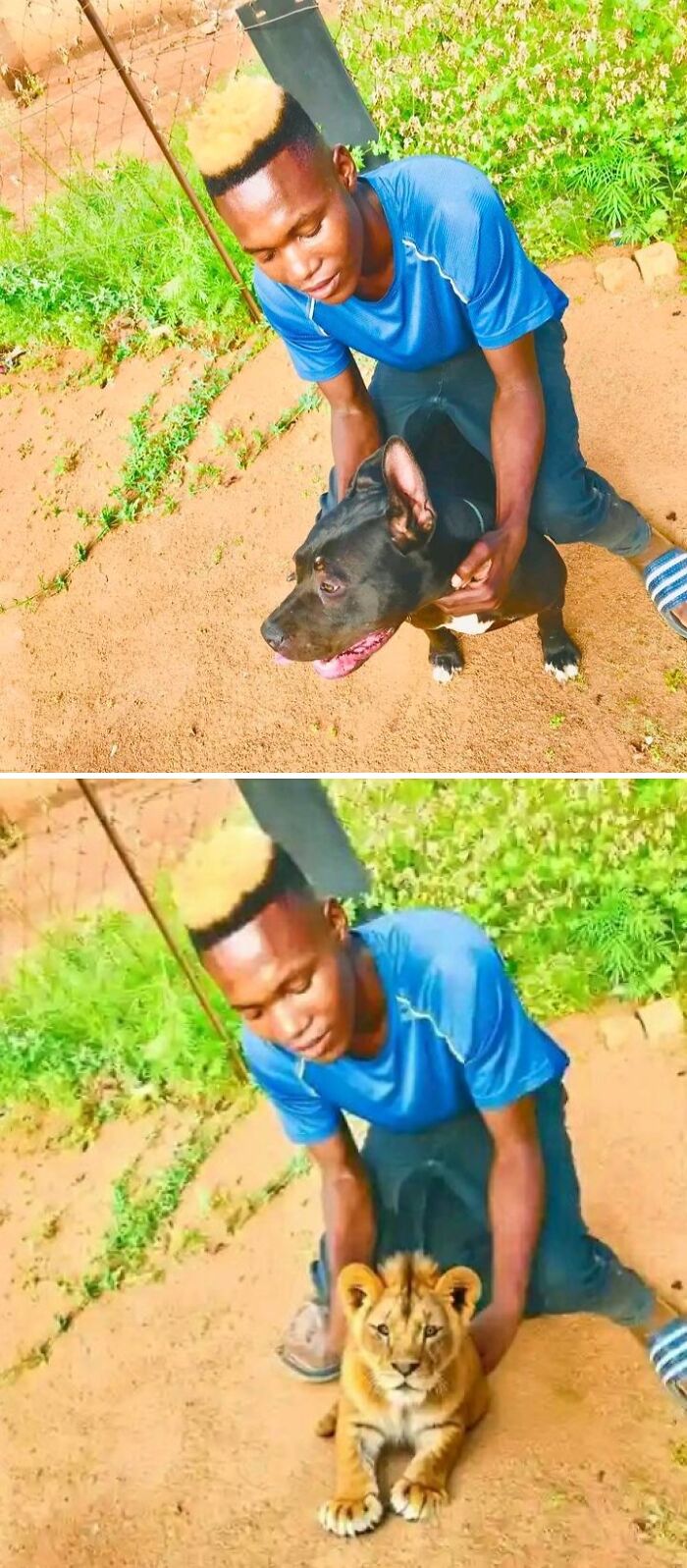 Hombre en la foto original con perro, fotoshopeada para mostrar un cachorro de león en su lugar. Resultados divertidos.