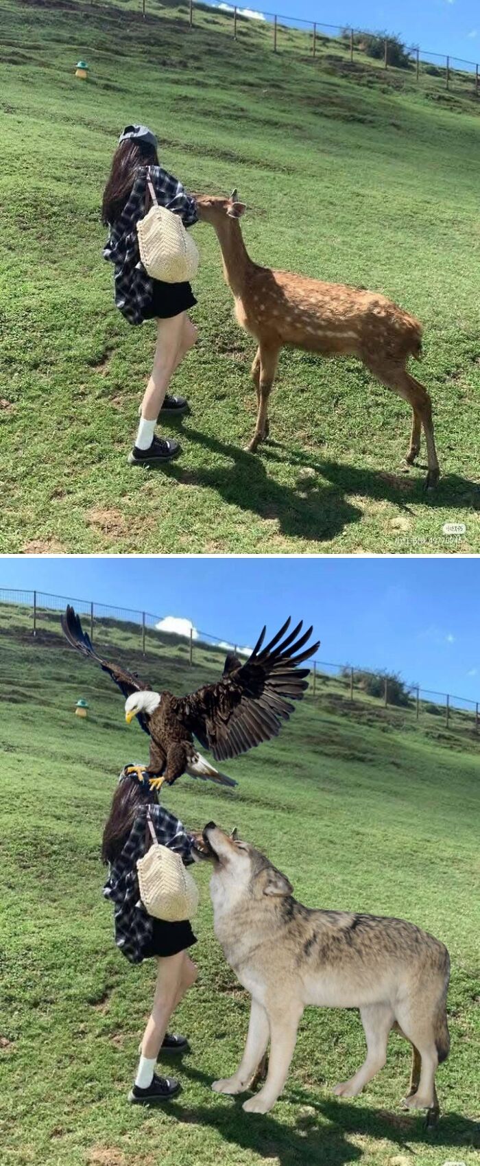 Persona y ciervo en el campo, luego photoeditados con águila y lobo de forma divertida.