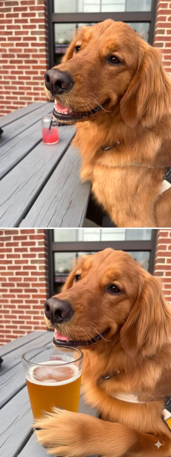 Perro sonriente junto a un vaso en una divertida edición de Photoshop.