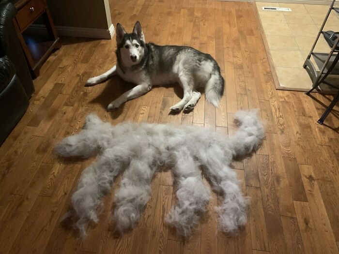 Perro junto a montones de pelo que parecen un animal, mostrando el sentido del humor de novios divertidos.