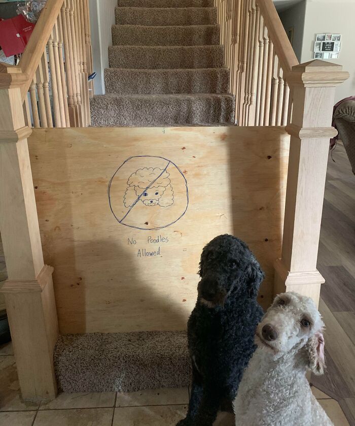Perros poodles frente a una barrera de madera en la escalera con dibujo que dice "No Poodles Allowed".
