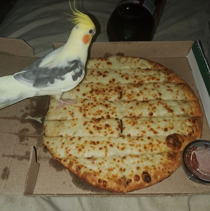 Loro parado sobre una pizza de queso, mostrando escena de personas asqueadas por comidas para compartir.