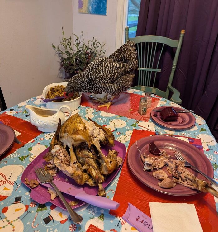 Gallina curiosa comiendo de platos con restos de comida en una mesa, personas asqueadas por estas comidas compartidas.