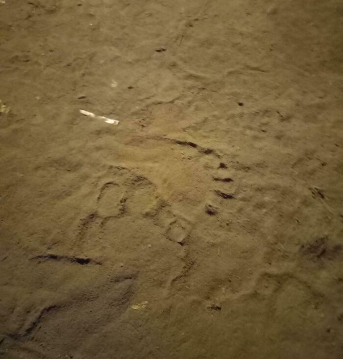 Huella de escorpión marcada en tierra, sorpresa encontrada tras mudanza a casa nueva que asustó a varias personas.