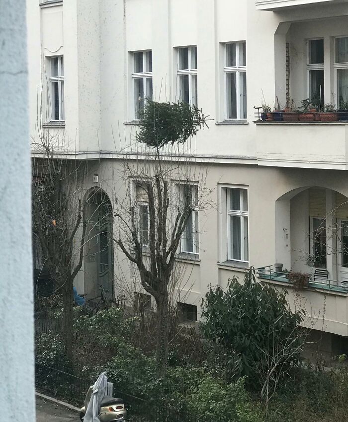 Árbol con una copa caída en un patio, ilustrando personas que probablemente llevan un día peor.