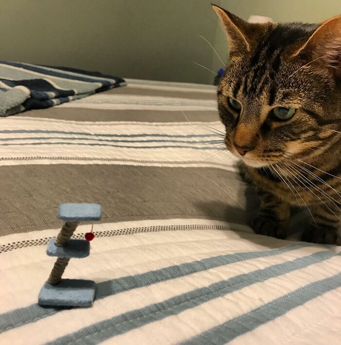 Gato mirando curioso un pequeño rascador en cama, reflejando personas que probablemente llevan un día peor que el tuyo.