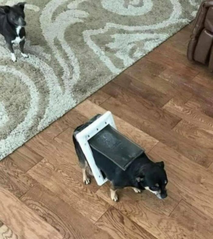 Perro atrapado en trampilla para gato con expresión triste, imagen que refleja personas con un día peor que el tuyo.