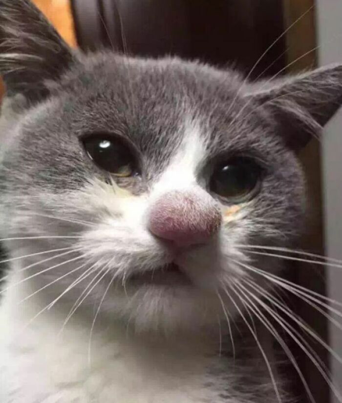 Gato con hinchazón visible en la nariz, imagen representativa de personas que llevan un día peor que el tuyo.