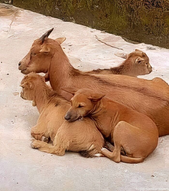 Perro y cabras acostados juntos en un suelo, imagen importante de animales mostrando convivencia y ternura.