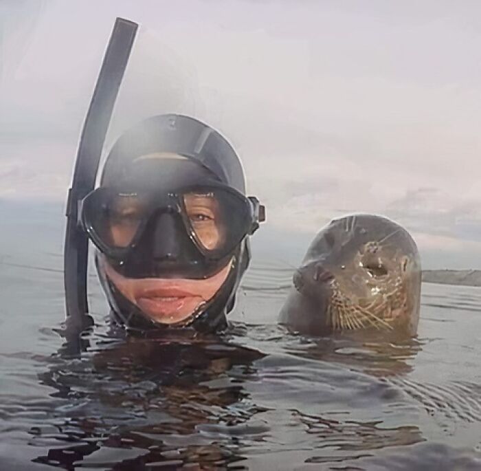 Buzo con máscara de snorkel en el agua junto a una foca, imágenes importantes de animales en su hábitat natural.