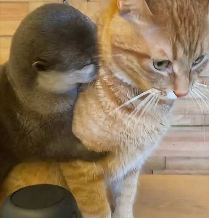 Nutria abrazando a un gato atigrado, imagen importante de animales mostrando ternura y amistad entre especies distintas.
