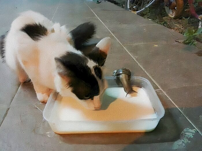 Gato con manchas negras bebiendo leche en un recipiente, imagen importante de animales que genera ternura.