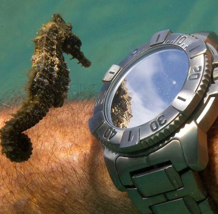 Caballito de mar junto a un reloj metálico submarino mostrando una coincidencia increíble y curiosa en el agua.