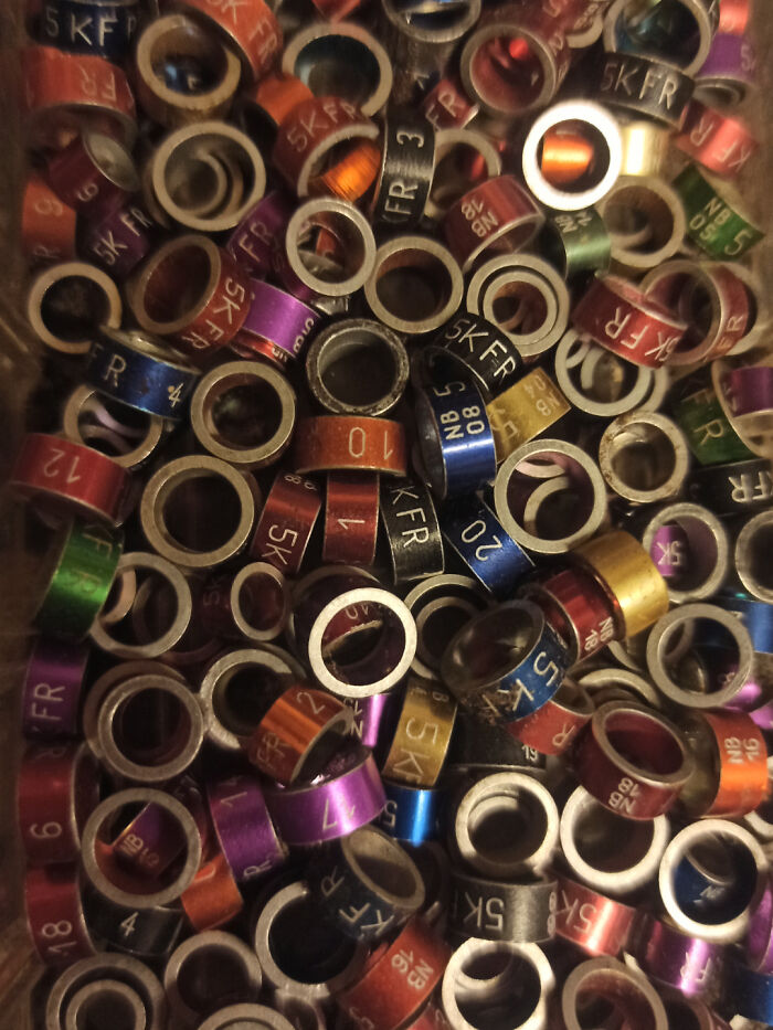 Anillos metálicos de colores con números y letras usados para identificación, personas confundidas pidieron ayuda a Internet.