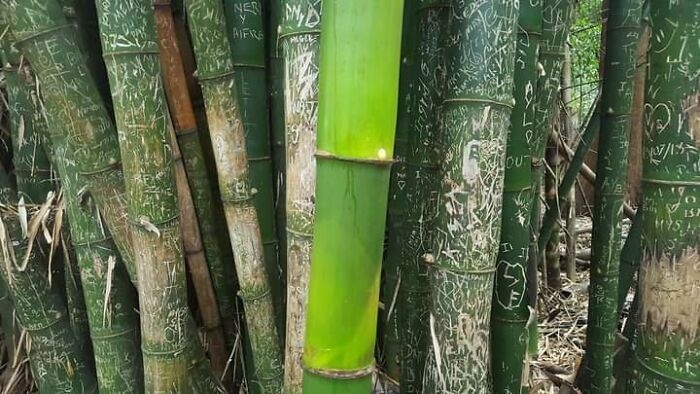 Bambú verde con grabados tallados en un bosque, una imagen curiosa para ver las cosas desde otra perspectiva.