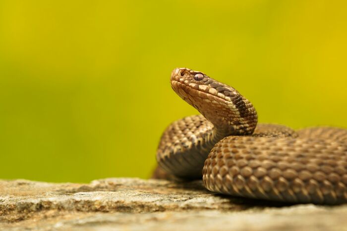 Serpiente enrollada sobre roca con fondo amarillo, simbolizando momentos en que supieron que tenían que irse ya mismo.