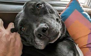 20 Reconfortantes memes de perros para olvidar lo terrible que es el mundo