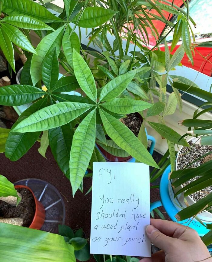 Planta de interior con hojas verdes y una nota escrita a mano con una afirmación incorrecta divertida compartida en internet.