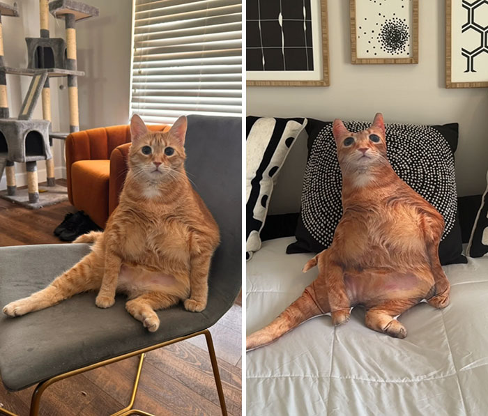 Gato sentado en una silla y en un cojín con la misma imagen divertida, pareciendo relajado.